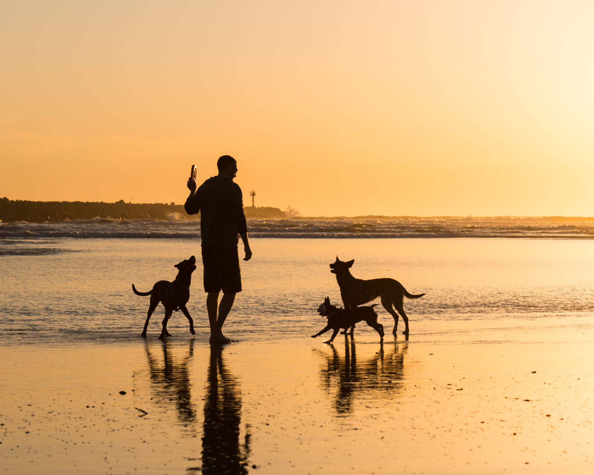 Enzyme Diane Digestive Enzyme Supplements for Pets with EPI